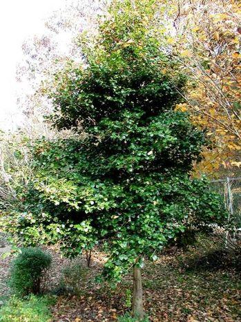Ilex Opaca Satyr Hill - View 4 from www redcrocus com