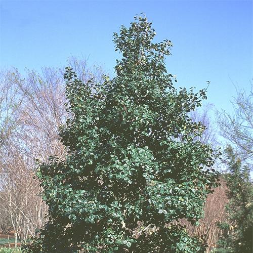 Ilex Opaca Satyr Hill - View 6 from www redcrocus com