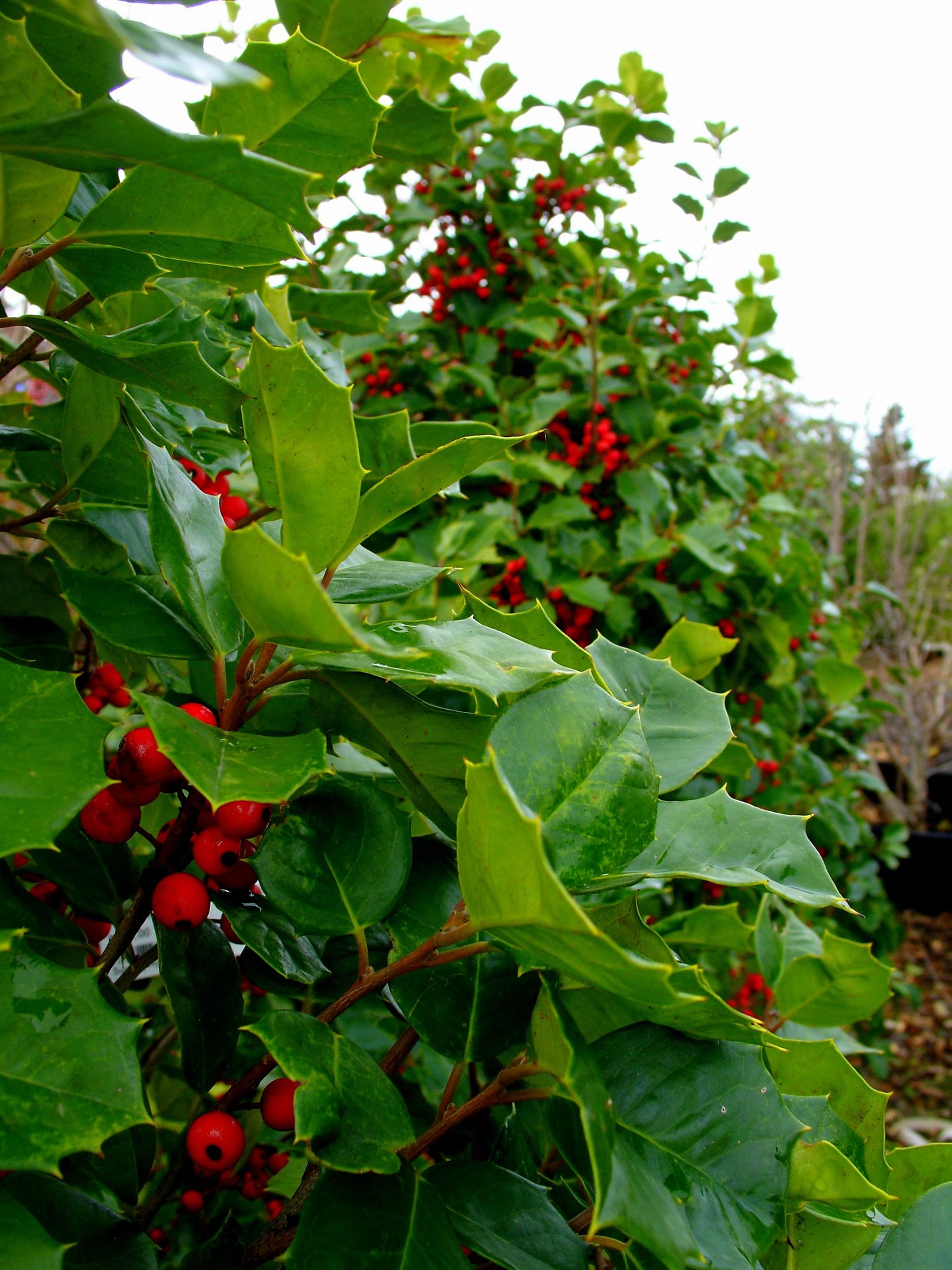 Ilex Opaca Satyr Hill - View 8 from www redcrocus com