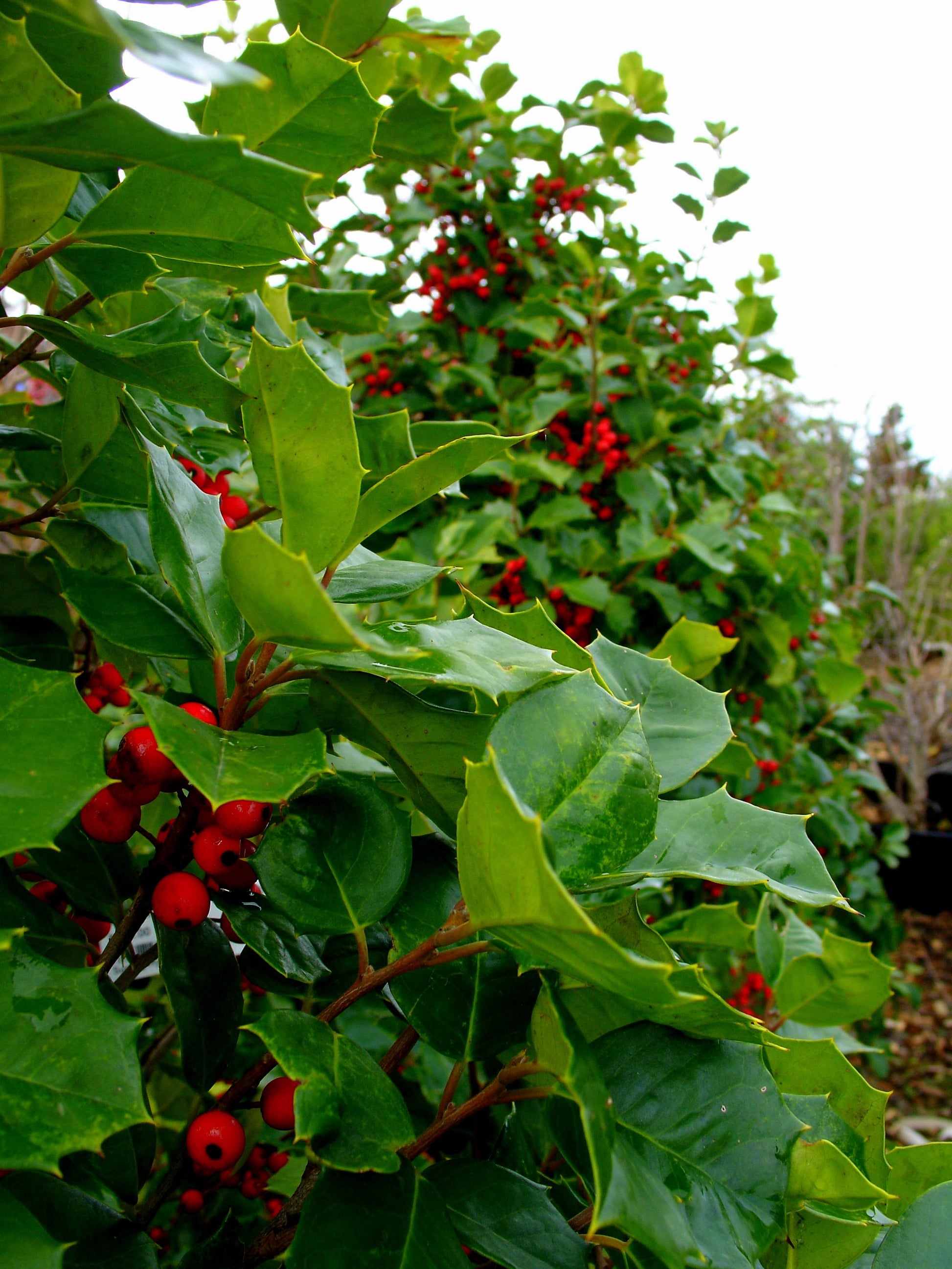 Ilex Opaca Satyr Hill - View 8 from www redcrocus com