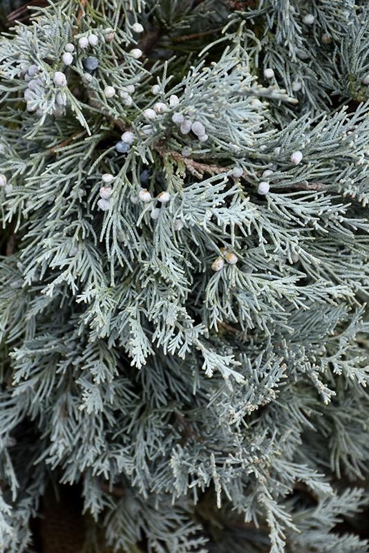 Blue Haven Rocky Mountain Juniper | Evergreen Drought-Tolerant Shrub for Borders & Rock Gardens | Full Sun | Well-Drained Soil | Deer & Pet Resistant  7/8' h B&B