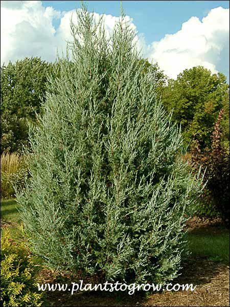Blue Haven Rocky Mountain Juniper | Evergreen Drought-Tolerant Shrub for Borders & Rock Gardens | Full Sun | Well-Drained Soil | Deer & Pet Resistant  7/8' h B&B