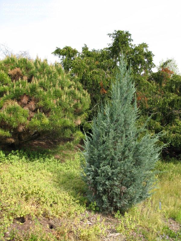 Juniperus Scopulorum Blue Haven - View 13 from www redcrocus com