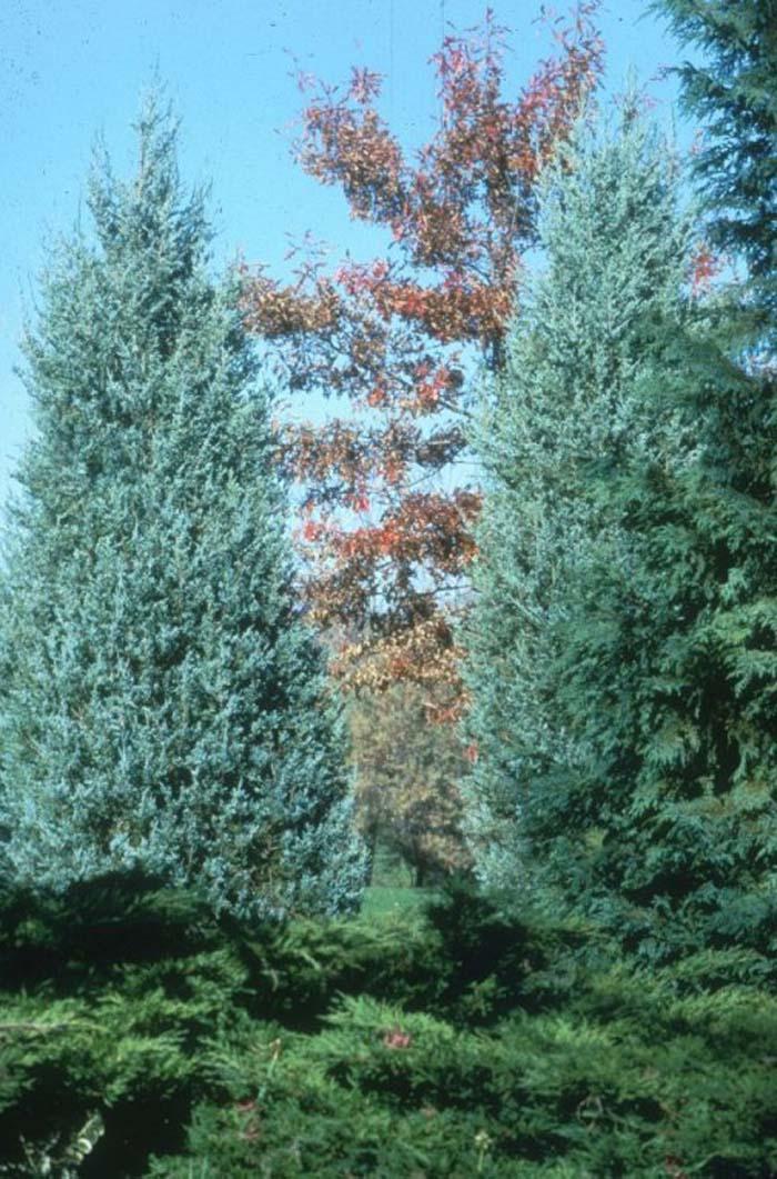 Blue Haven Rocky Mountain Juniper | Evergreen Drought-Tolerant Shrub for Borders & Rock Gardens | Full Sun | Well-Drained Soil | Deer & Pet Resistant  7/8' h B&B