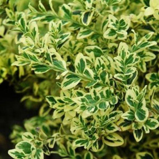 Buxus Sempervirens Aureo Variegata - View 10 from www redcrocus com