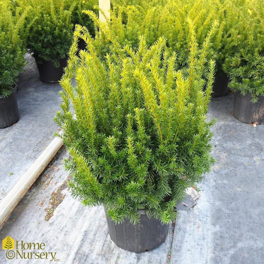 Taxus Media Moon - View 14 from www redcrocus com