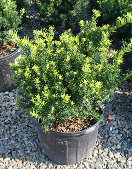 Taxus Media Moon - View 1 from www redcrocus com