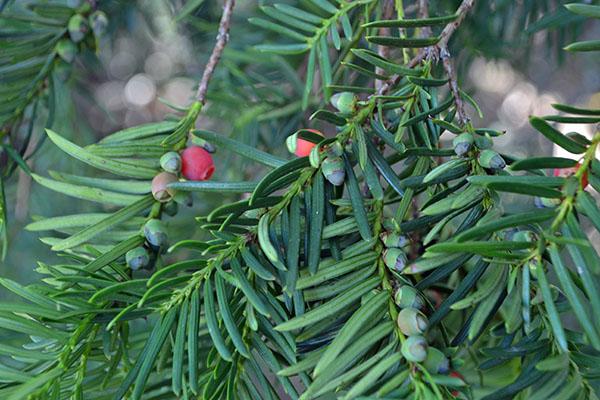 Taxus Media Moon - View 7 from www redcrocus com