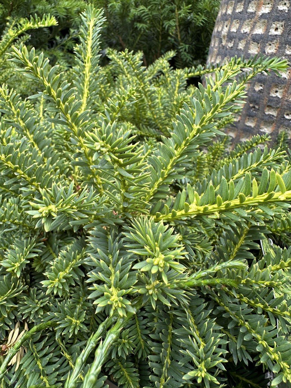 Taxus Media Moon - View 8 from www redcrocus com