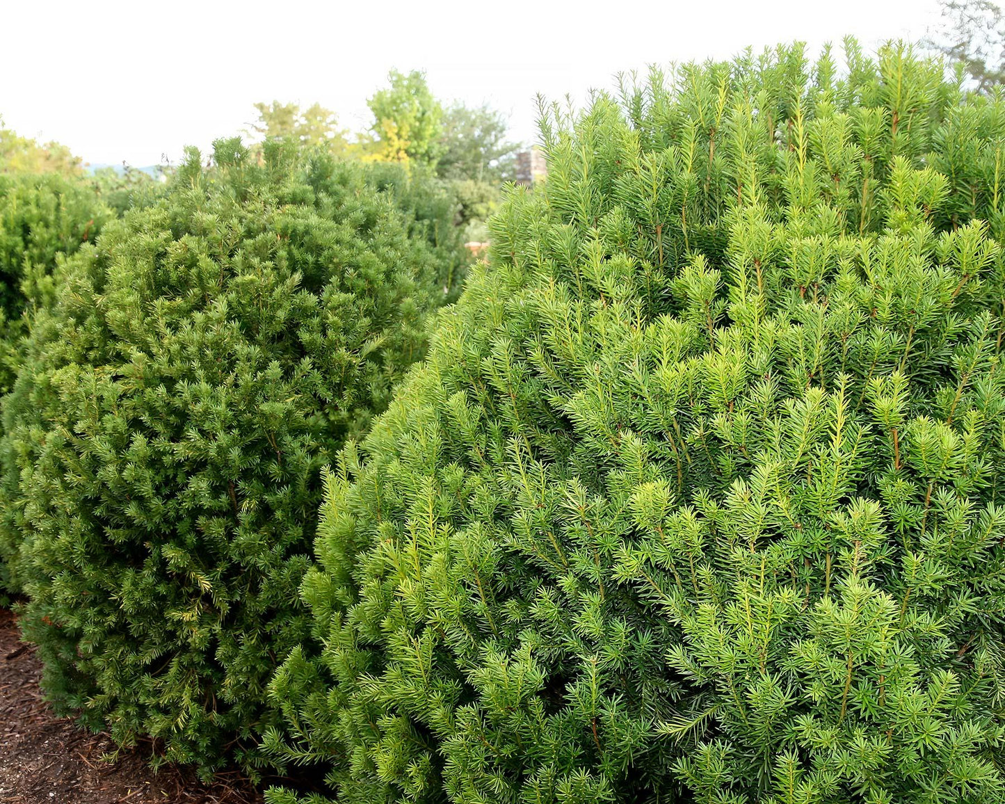 Taxus Media Moon - View 9 from www redcrocus com