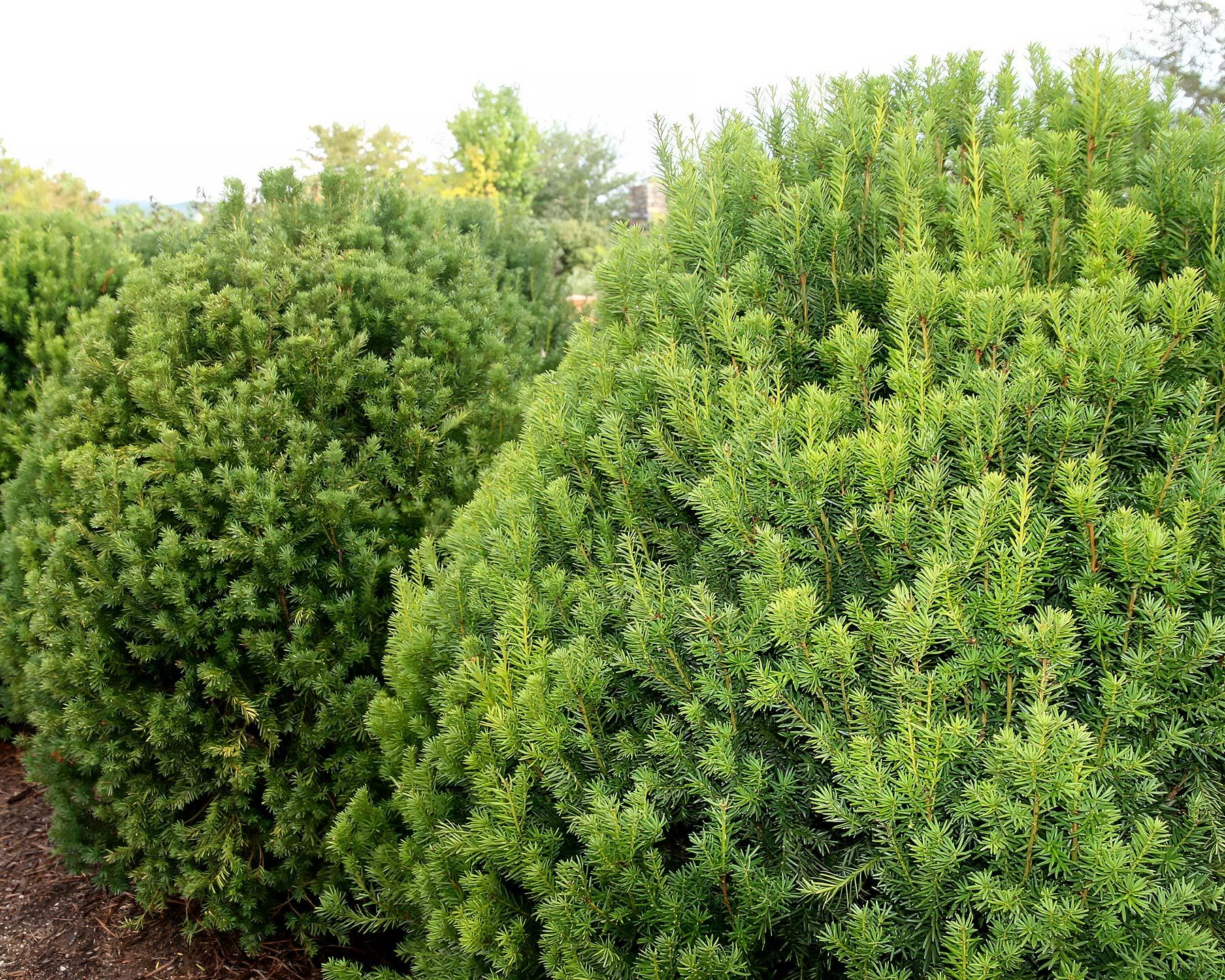 Taxus Media Moon - View 9 from www redcrocus com