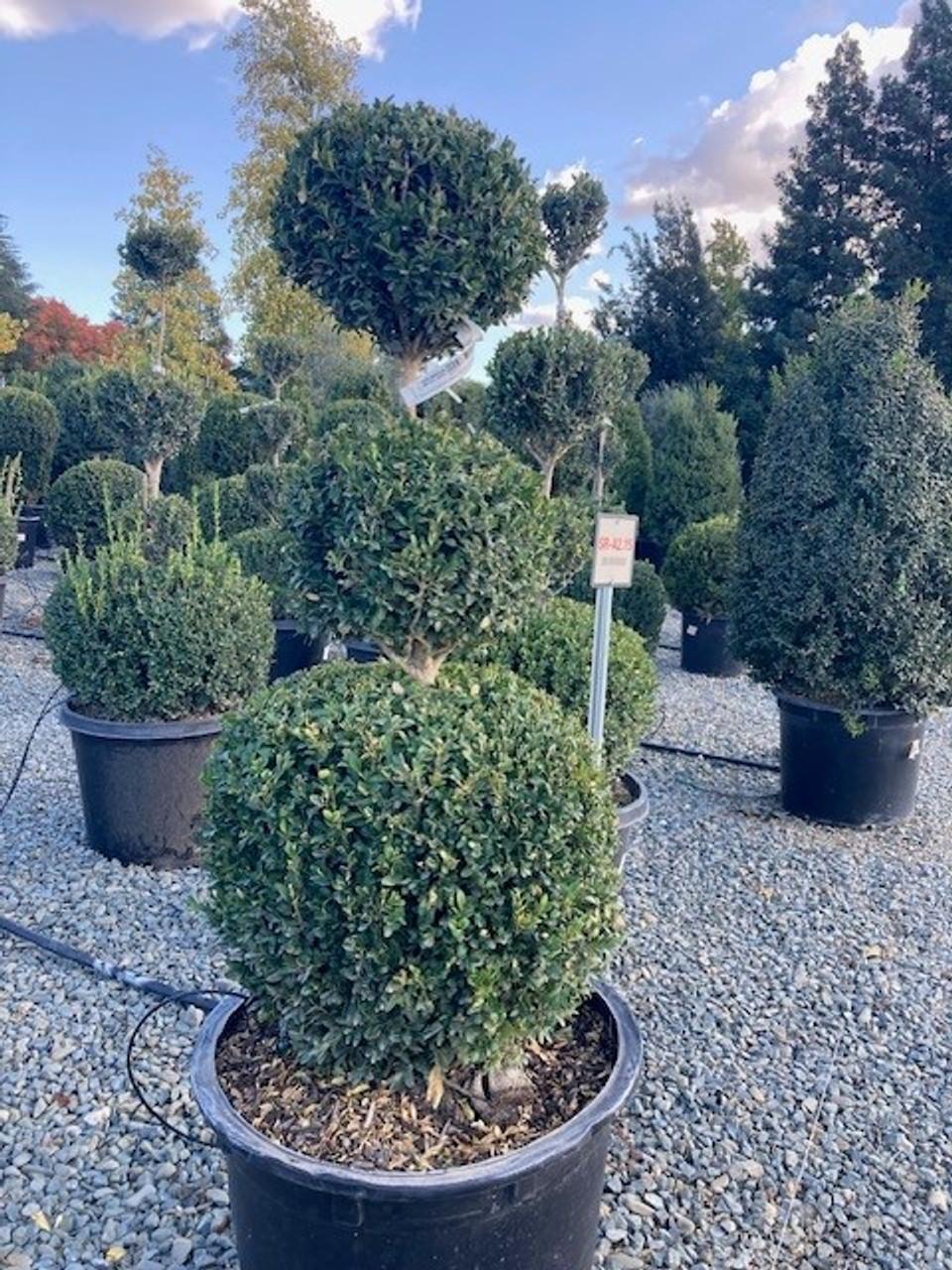 Buxus Sempervirens - View 18 from www redcrocus com