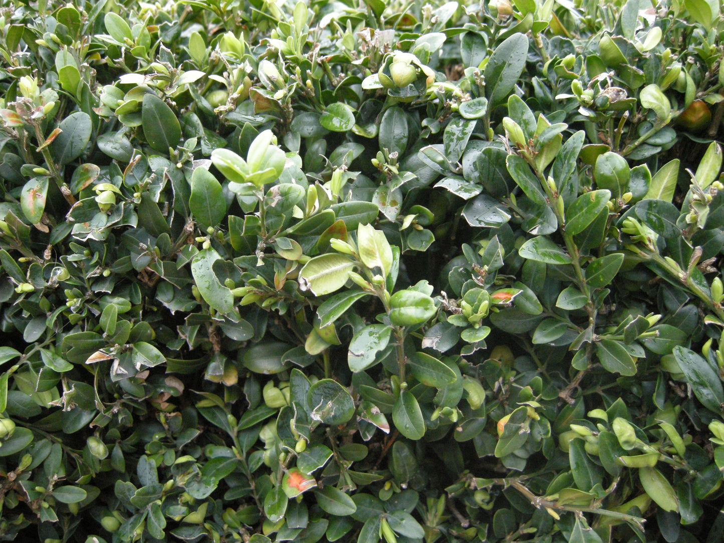 Buxus Sempervirens - View 31 from www redcrocus com