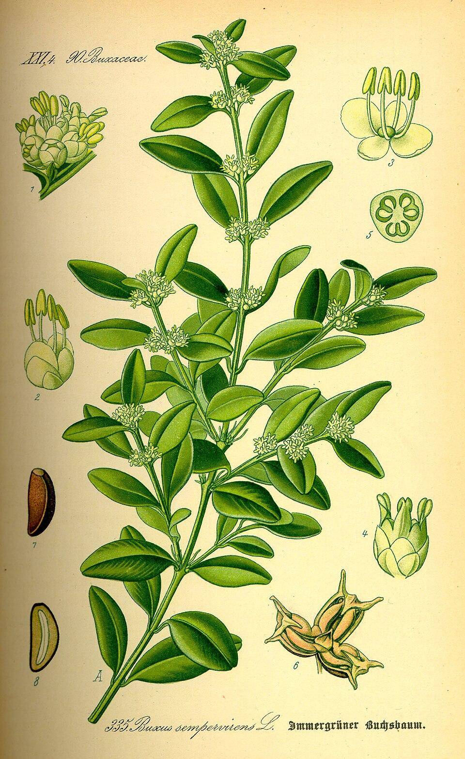 Buxus Sempervirens - View 34 from www redcrocus com