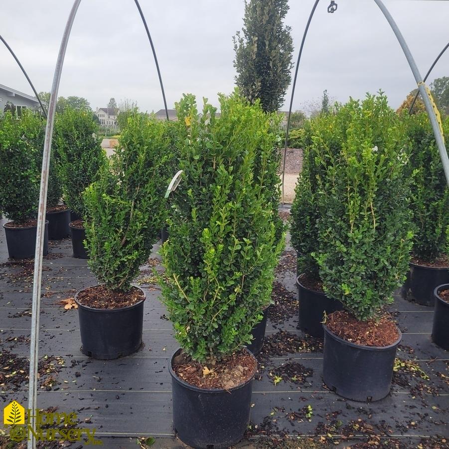 Buxus Sempervirens - View 40 from www redcrocus com