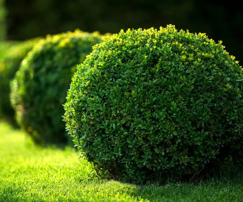 Buxus Sempervirens - View 40 from www redcrocus com