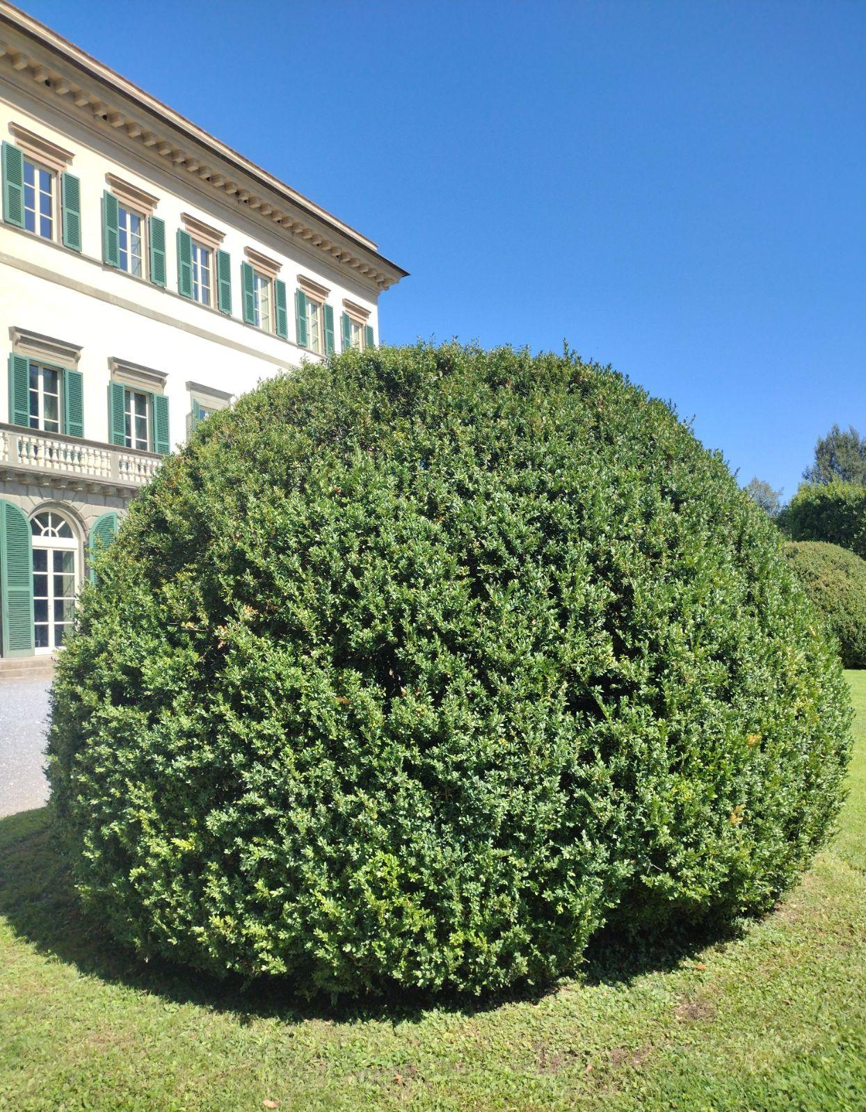 Buxus Sempervirens - View 6 from www redcrocus com