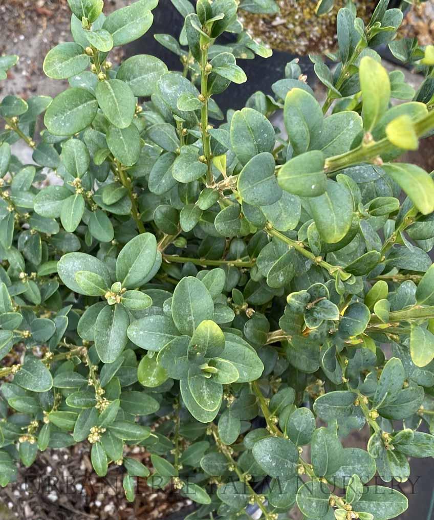 Buxus Sempervirens - View 8 from www redcrocus com