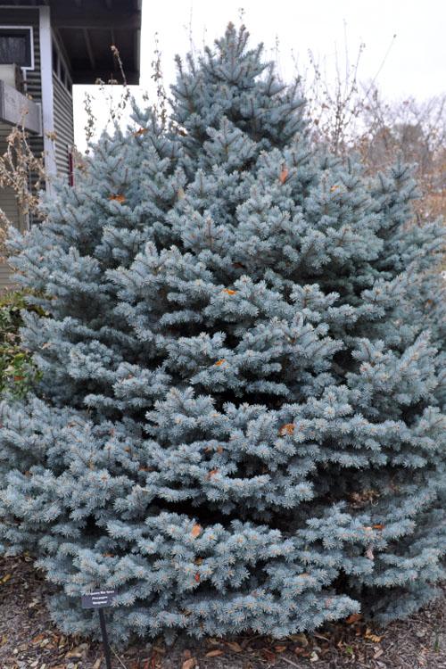 Picea Pungens 'r  H  Montgomery' - View 10 from www redcrocus com