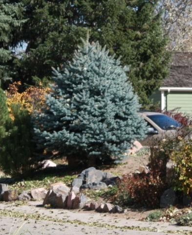 Picea Pungens 'r  H  Montgomery' - View 11 from www redcrocus com