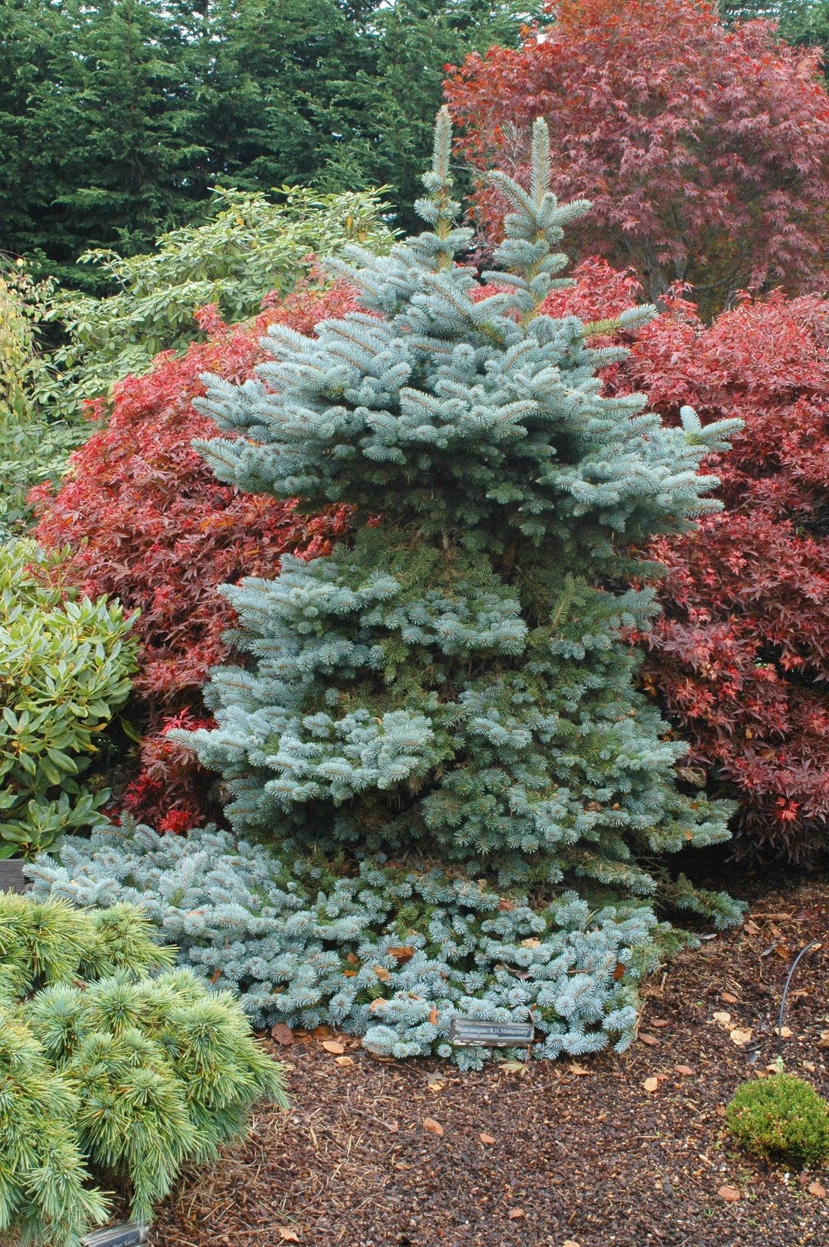 Picea Pungens 'r  H  Montgomery' - View 12 from www redcrocus com