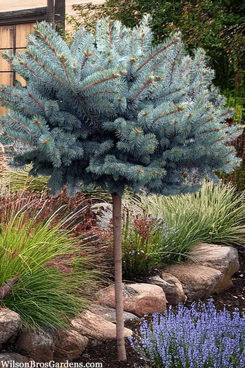 Picea Pungens 'r  H  Montgomery' - View 13 from www redcrocus com