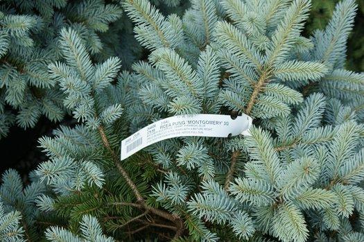 Picea Pungens 'r  H  Montgomery' - View 14 from www redcrocus com