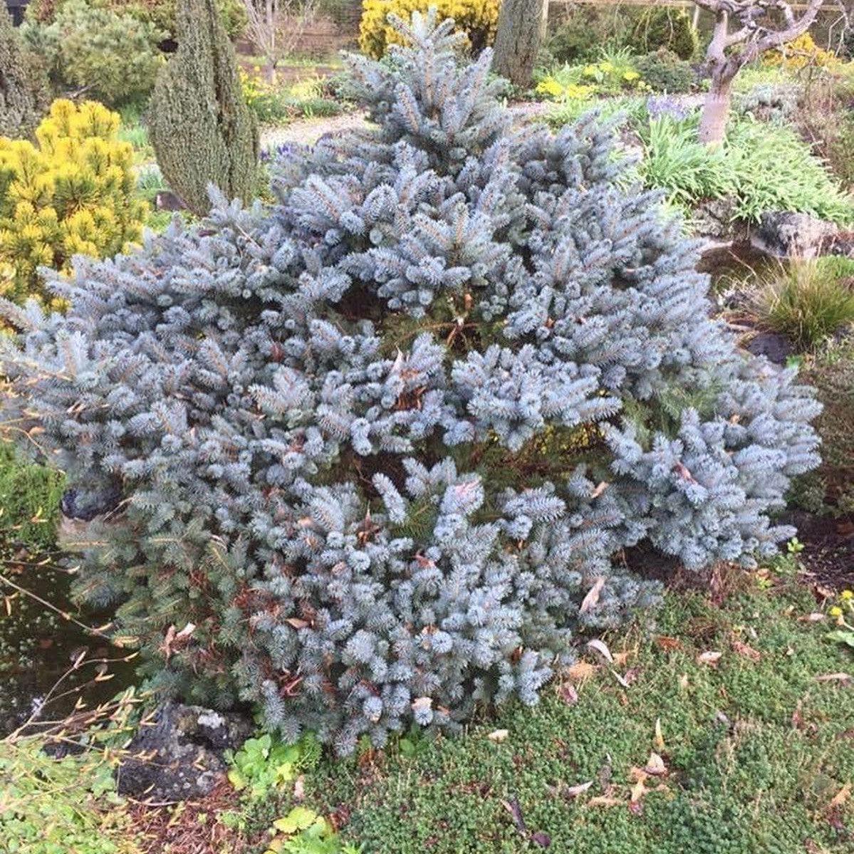 Picea Pungens 'r  H  Montgomery' - View 17 from www redcrocus com