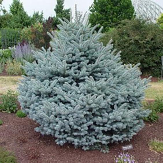 Picea Pungens 'r  H  Montgomery' - View 19 from www redcrocus com