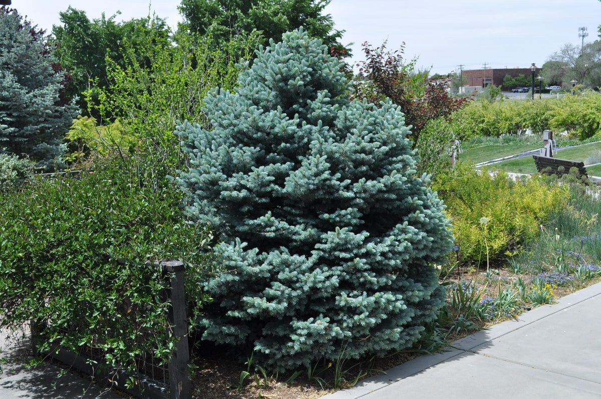 Picea Pungens 'r  H  Montgomery' - View 20 from www redcrocus com
