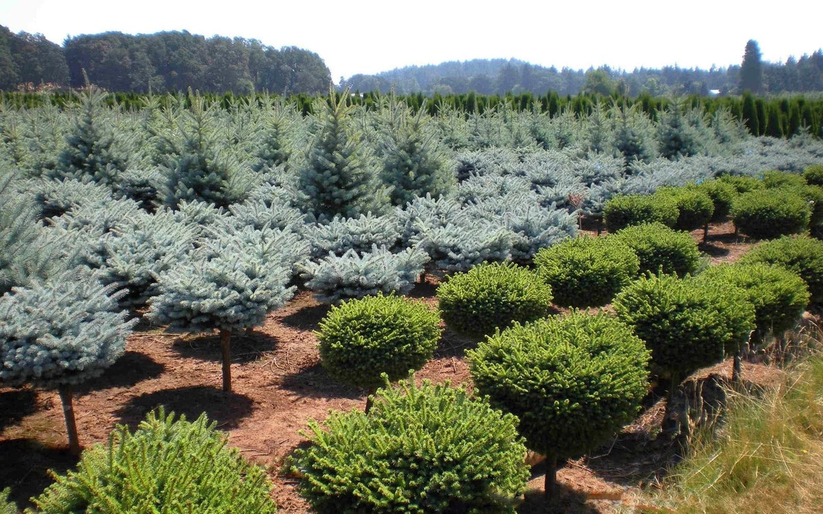 Picea Pungens 'r  H  Montgomery' - View 23 from www redcrocus com
