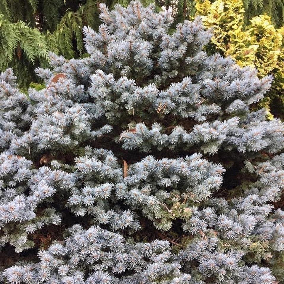 Picea Pungens 'r  H  Montgomery' - View 24 from www redcrocus com