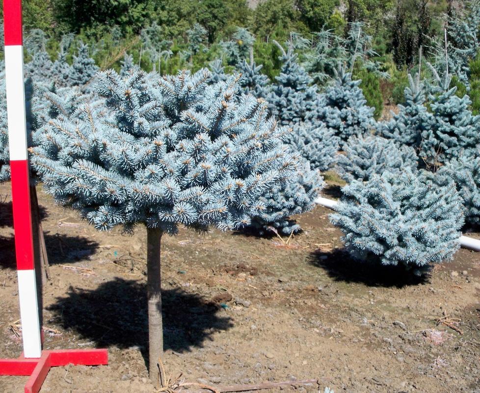 Picea Pungens 'r  H  Montgomery' - View 27 from www redcrocus com