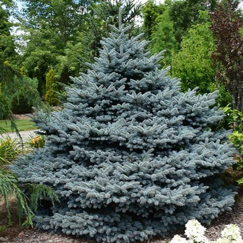 Picea Pungens 'r  H  Montgomery' - View 29 from www redcrocus com