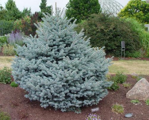 Picea Pungens 'r  H  Montgomery' - View 32 from www redcrocus com