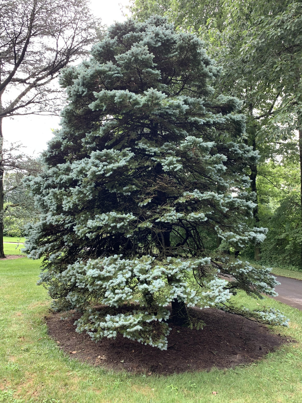 Picea Pungens 'r  H  Montgomery' - View 34 from www redcrocus com