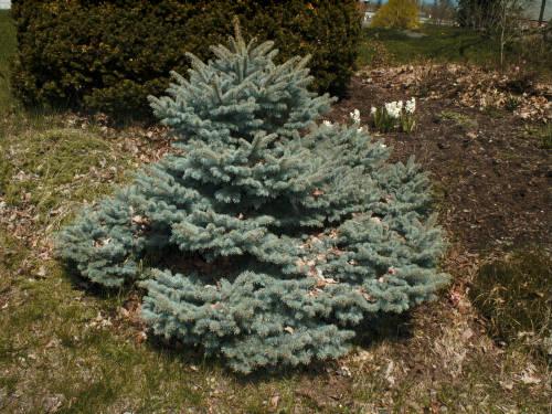Picea Pungens 'r  H  Montgomery' - View 35 from www redcrocus com
