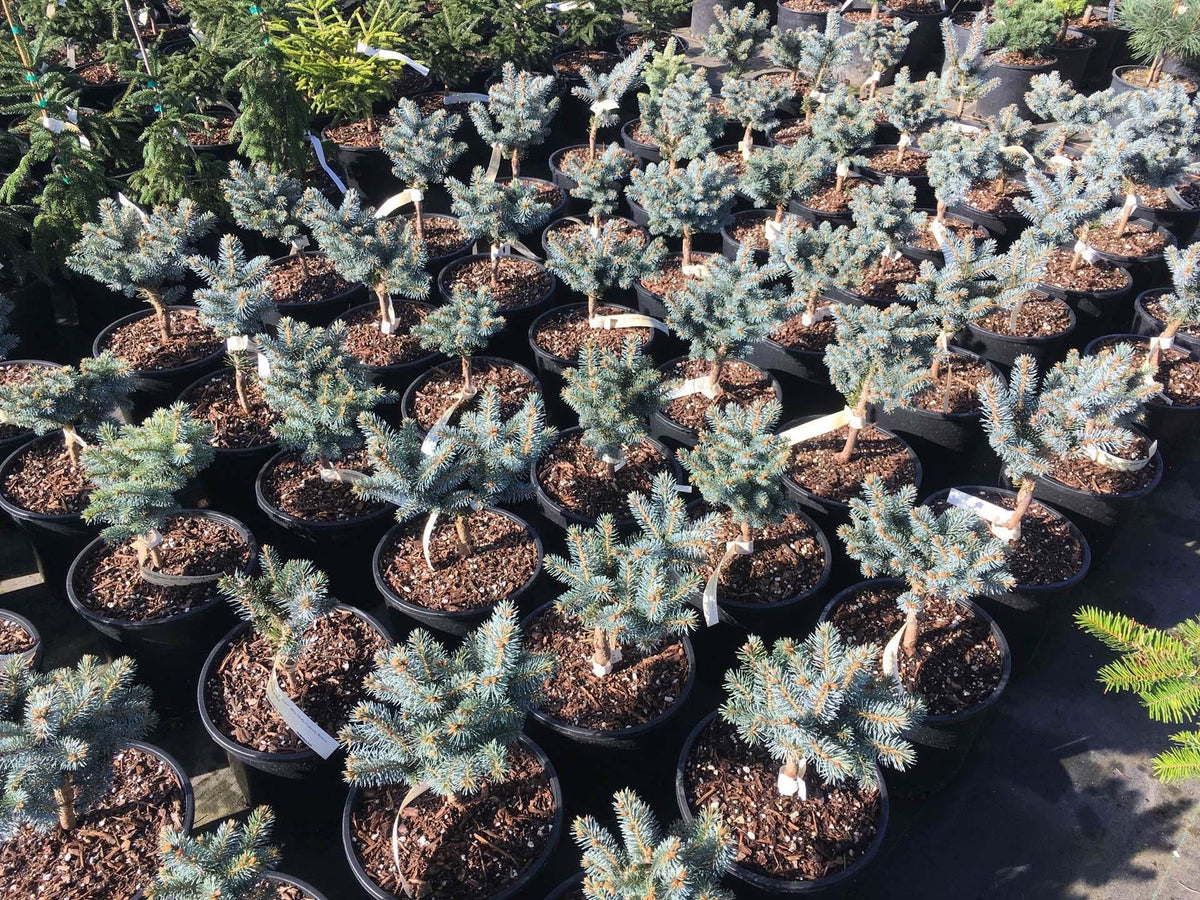Picea Pungens 'r  H  Montgomery' - View 37 from www redcrocus com