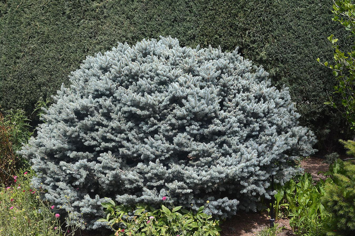 Picea Pungens 'r  H  Montgomery' - View 4 from www redcrocus com