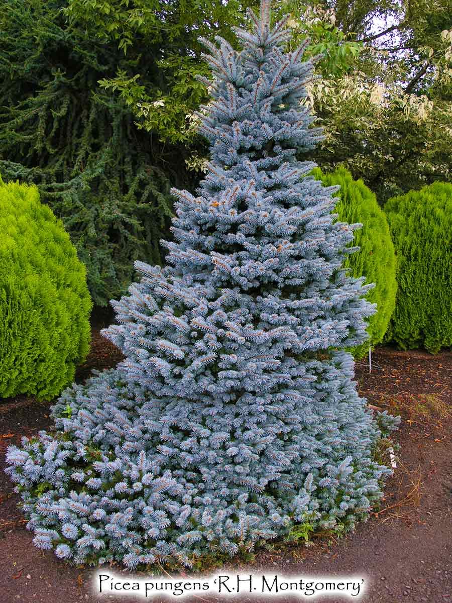 Picea Pungens 'r  H  Montgomery' - View 6 from www redcrocus com