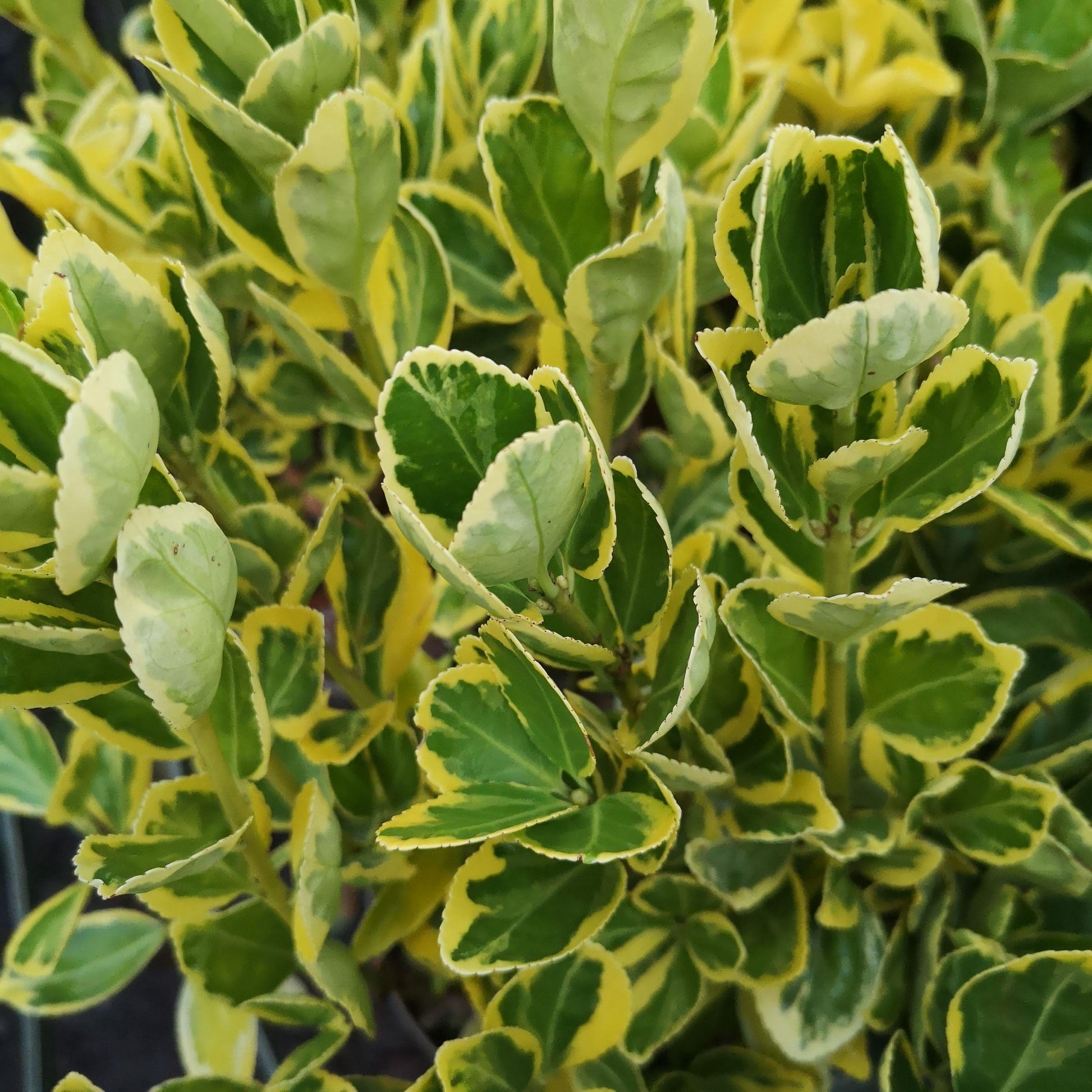 Euonymus Japonicus 'aureovariegatus' - View 10 from www redcrocus com