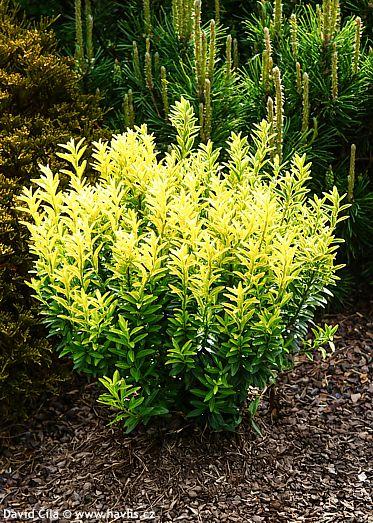 Euonymus Japonicus 'aureovariegatus' - View 11 from www redcrocus com