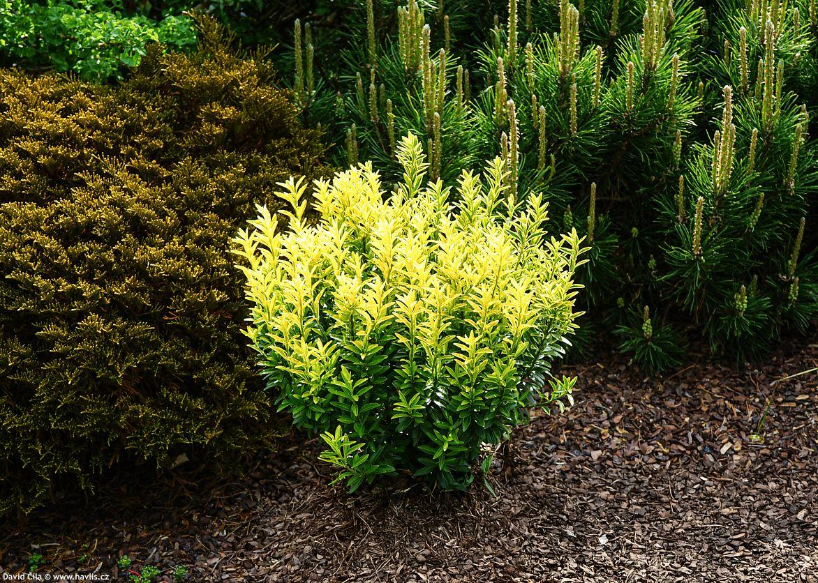 Euonymus Japonicus 'aureovariegatus' - View 12 from www redcrocus com