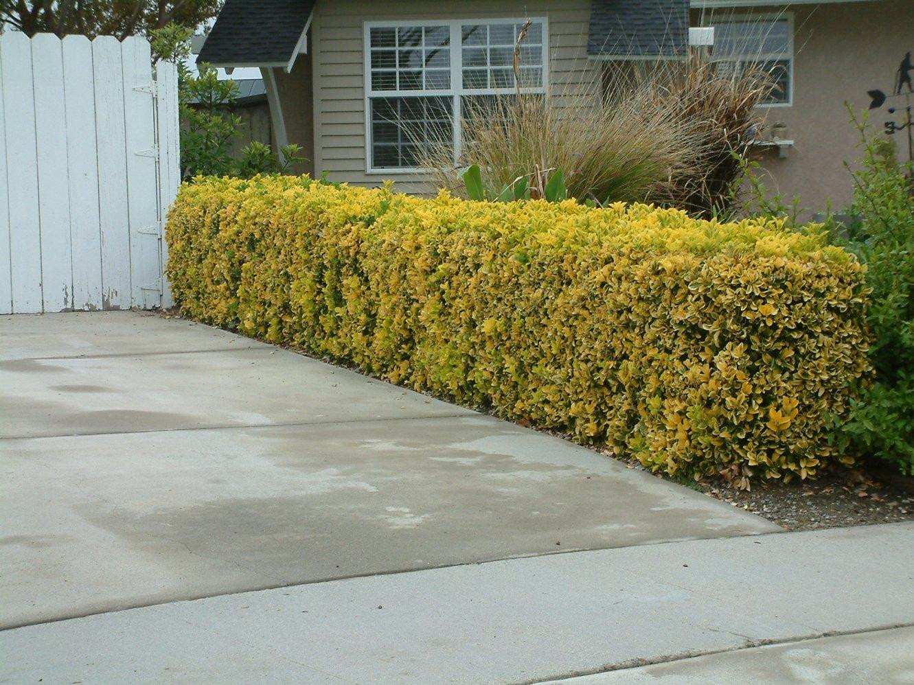 Euonymus Japonicus 'aureovariegatus' - View 14 from www redcrocus com