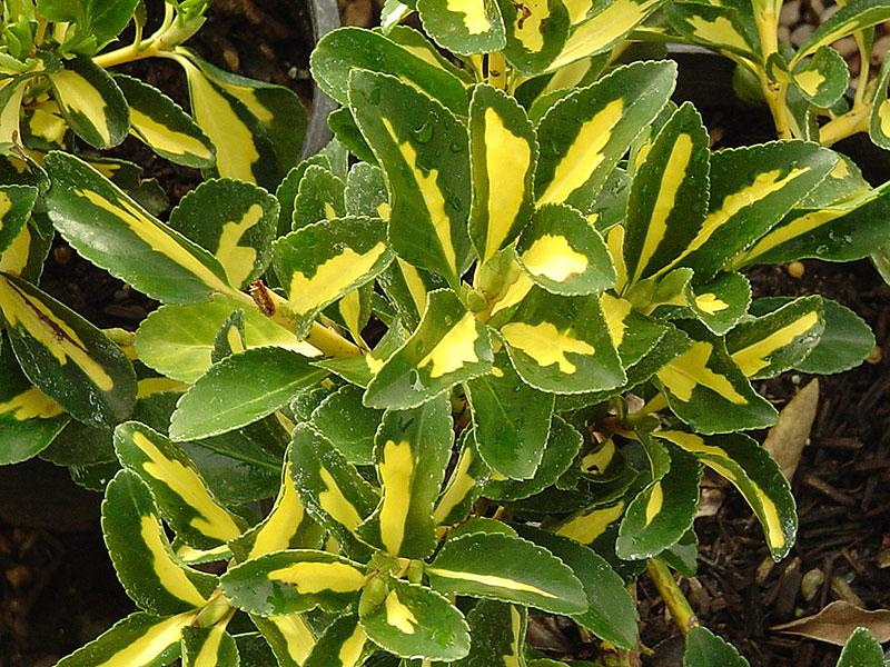 Euonymus Japonicus 'aureovariegatus' - View 16 from www redcrocus com