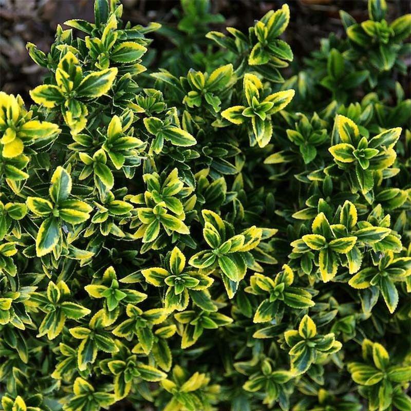 Euonymus Japonicus 'aureovariegatus' - View 19 from www redcrocus com