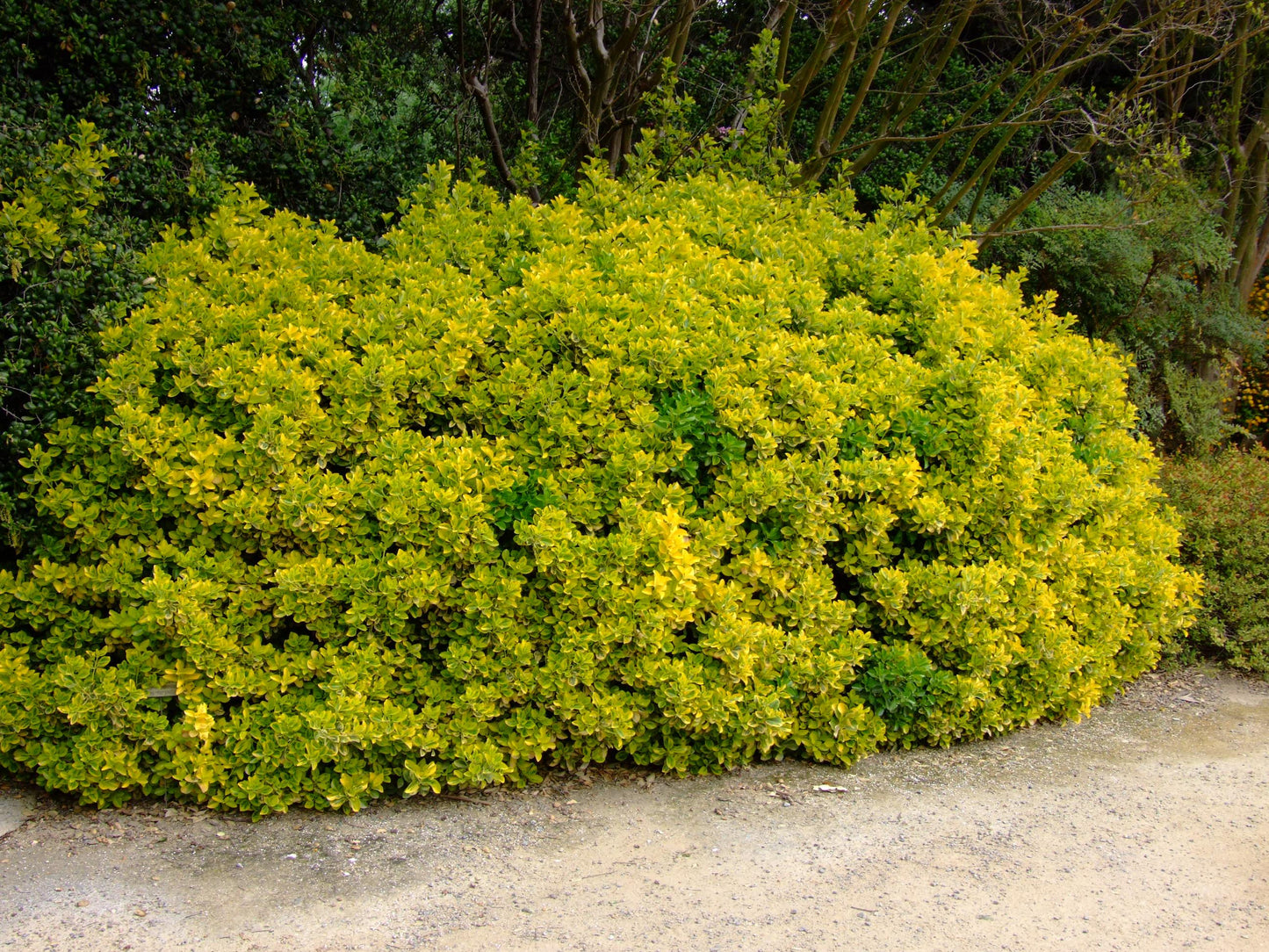 Euonymus Japonicus 'aureovariegatus' - View 1 from www redcrocus com