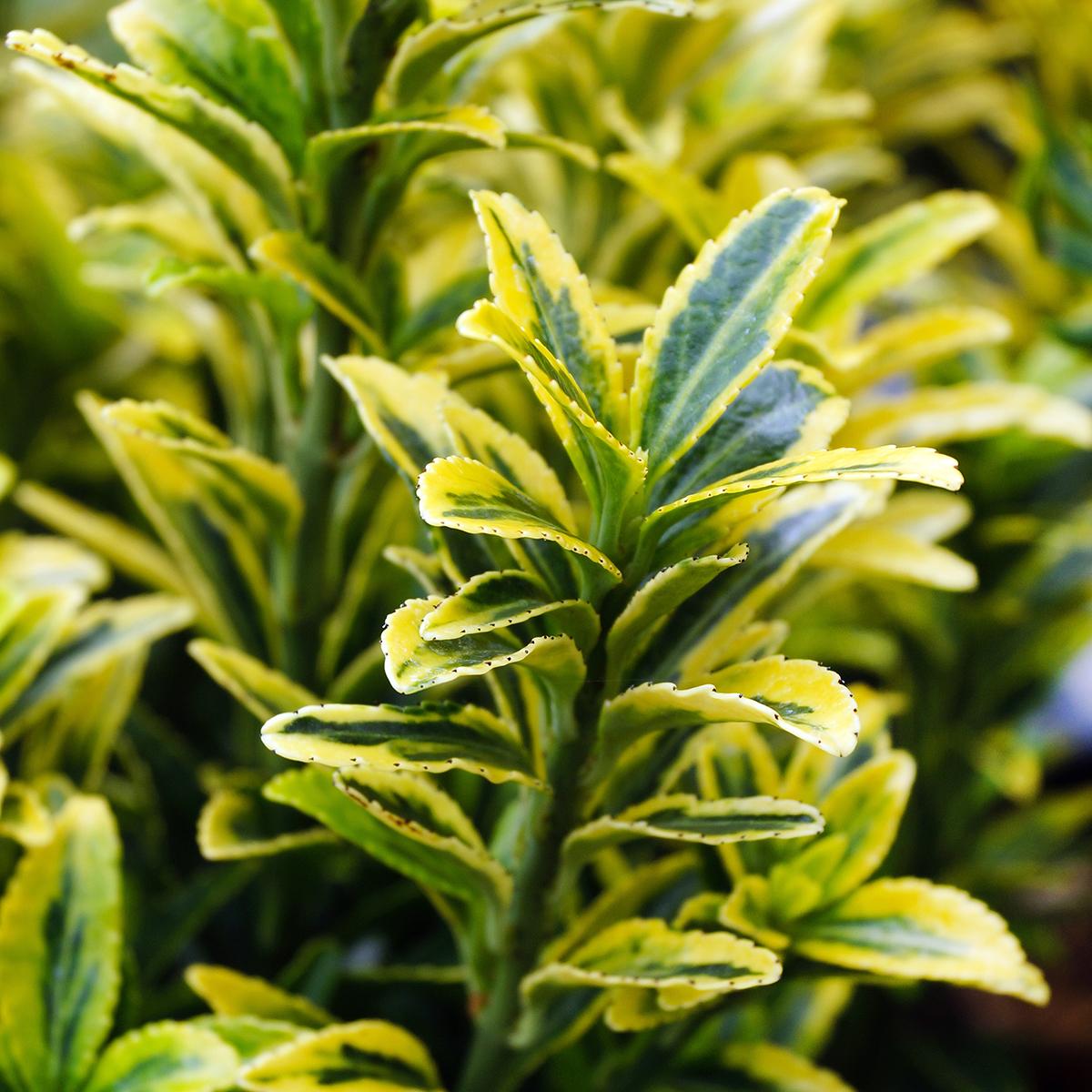 Euonymus Japonicus 'aureovariegatus' - View 20 from www redcrocus com