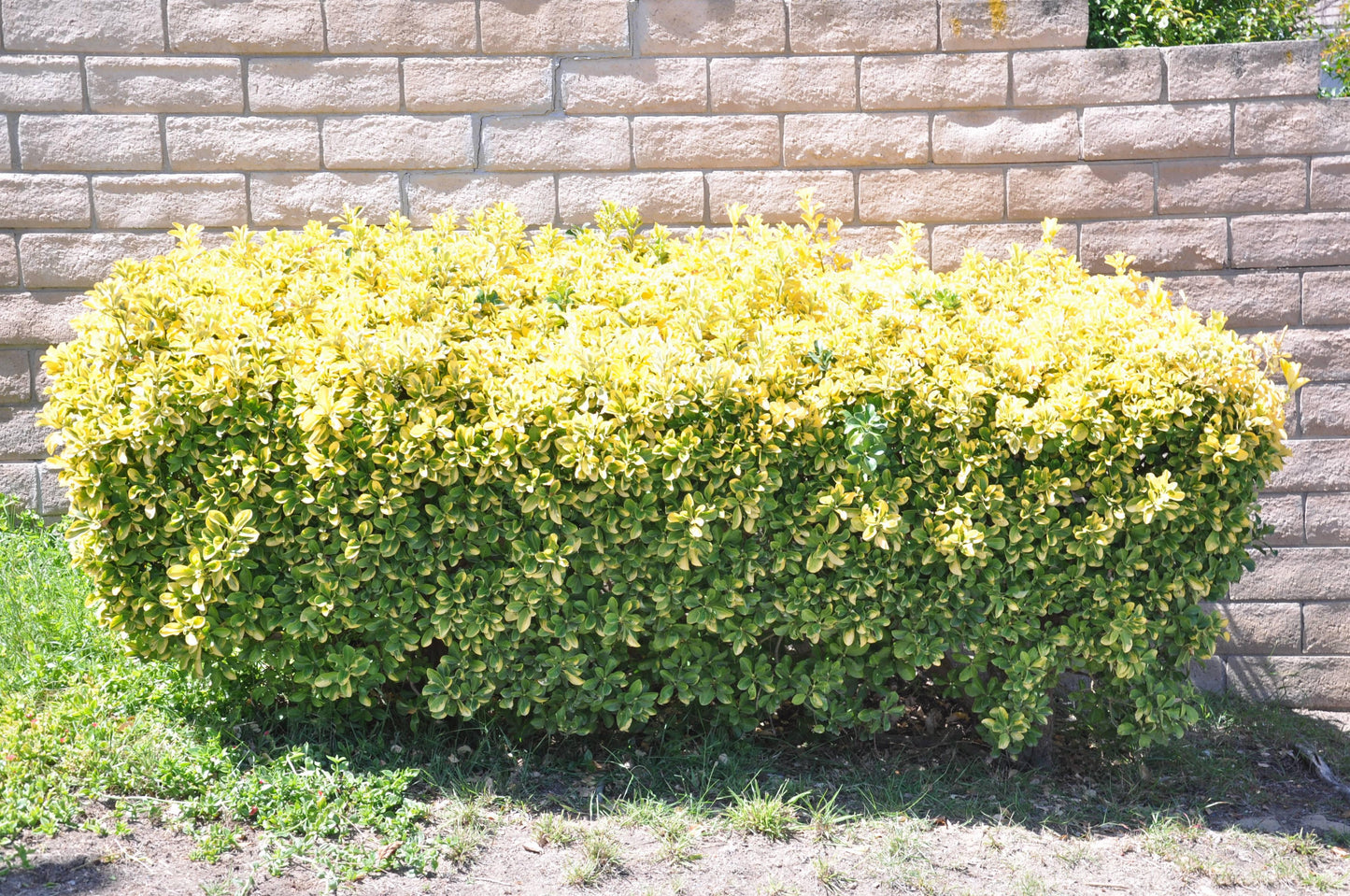 Euonymus Japonicus 'aureovariegatus' - View 21 from www redcrocus com