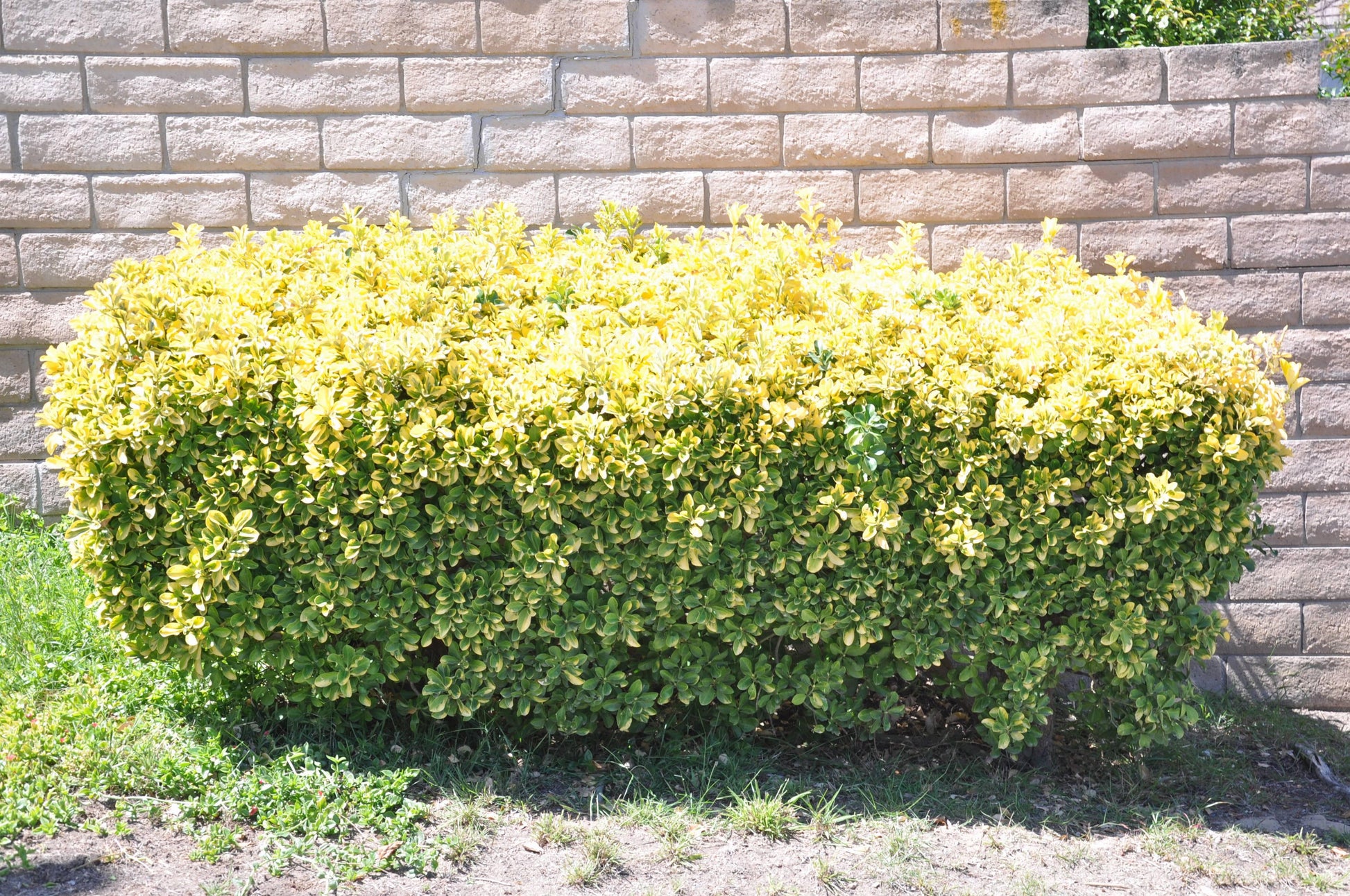Euonymus Japonicus 'aureovariegatus' - View 21 from www redcrocus com